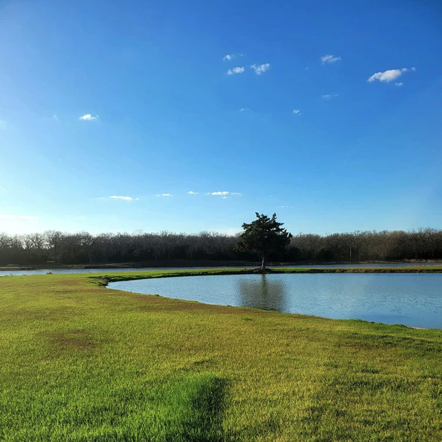 Lone tree on the bank of the stocked lake at Reverie at Diamond D in Normangee, Texas
